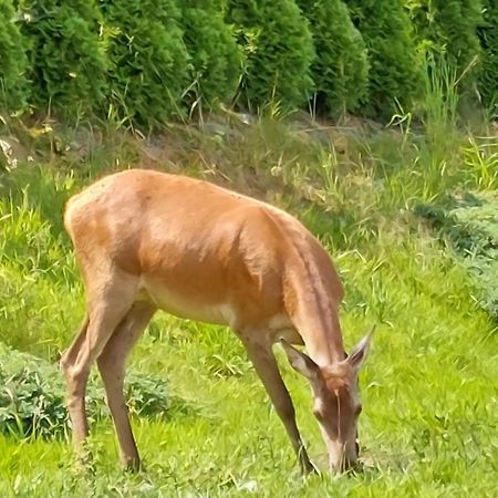אוסטריצקי דולנה Domek Pod Holica 2 Bieszczady מראה חיצוני תמונה