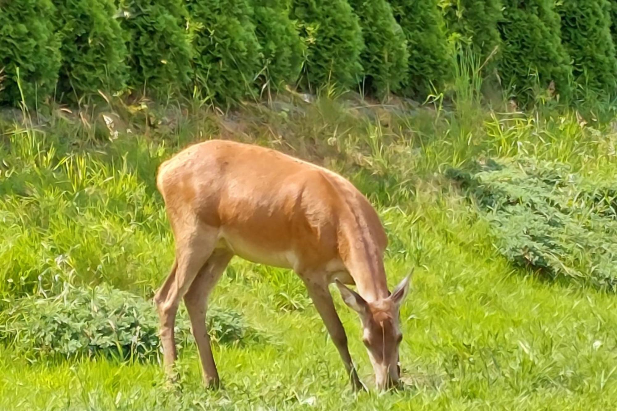 אוסטריצקי דולנה Domek Pod Holica 2 Bieszczady מראה חיצוני תמונה